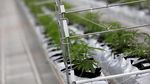Transformasi Bisnis Ganja, Dulu Ilegal Kini Bernilai Triliunan