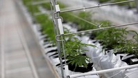 Salah satu perusahaan yang gencar membudidayakan ganja adalah perusahaan asal Kanada, Tilray.