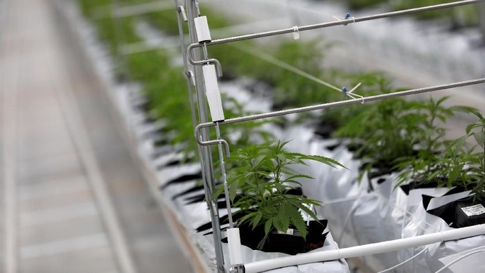 Tanaman ganja yang jadi kontroversi. Foto: Rafael Marchante/Reuters Tanaman ganja yang jadi kontroversi. Foto: Rafael Marchante/Reuters