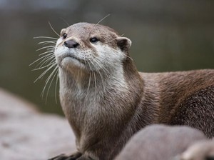 Mengenal Satwa Indonesia di Jakarta Aquarium