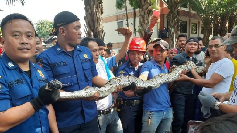 Ular Sanca 4 Meter Dievakuasi dari Kompleks Perumahan di Pasar Rebo