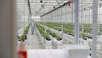 Seorang pekerja memeriksa pertumbuhan tanaman ganja yang dibudiyakan oleh perusahaan Tilray di Cantanhede, Portugal.