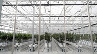 Bisnis ganja menjadi salah satu bisnis yang berkembang pesat beberapa waktu belakangan ini. Bisnis yang dulu ilegal itu siapa sangka kini menjadi bisnis dengan keuntungan mencapai miliaran dolar.
