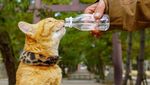 Ini Daikichi dan Fuku-chan, 2 Kucing Traveler Saat Foto Bareng Buah