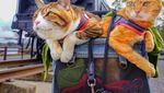 Ini Daikichi dan Fuku-chan, 2 Kucing Traveler Saat Foto Bareng Buah
