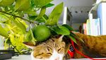 Ini Daikichi dan Fuku-chan, 2 Kucing Traveler Saat Foto Bareng Buah