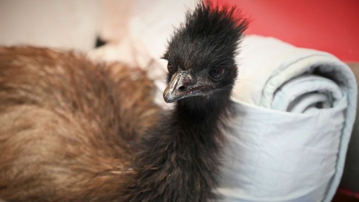 Paku Dan Sekrup Dikeluarkan Dari Perut Seekor Emu Di Brisbane