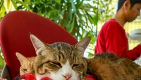 Eits! Ini bukan strawberry beneran, tapi mereka malah suka banget menjadikannya bantal. Foto: Instagram the.traveling.cats