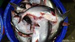 Seperti Ini Ikan dan Seafood Segar yang Dijual di Pasar Ikan Muara Baru