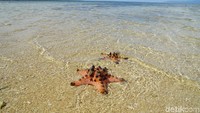 Di sini banyak bintang lautnya lho! (Syanti/detikcom)  