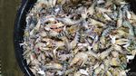 Seperti Ini Ikan dan Seafood Segar yang Dijual di Pasar Ikan Muara Baru