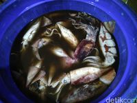 Catat! Ini Seafood yang Selalu Ada di Pasar Ikan Modern Muara Baru 