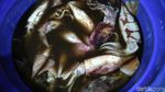 Seperti Ini Ikan dan Seafood Segar yang Dijual di Pasar Ikan Muara Baru
