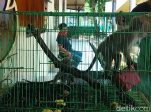 Jual Satwa Langka, Sopir Lintas Provinsi Ditangkap Polisi
