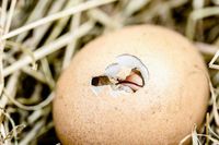Ini 5 Kisah Telur yang Disimpan dan Tiba-Tiba Menetas 