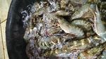 Seru Banget! Belanja Sambil Wisata Kuliner di Pasar Ikan Muara Baru