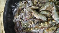 Jangan khawatir soal harga. Seafood segar di pasar ini punya harga miring yang dijamin bikin pengen memborong banyak seafood. Beberapa pedagang juga akan memberikan diskon kalau berbelanja banyak lho.  Foto: Devi S. Lestari/detikfood
