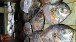 Seperti Ini Ikan dan Seafood Segar yang Dijual di Pasar Ikan Muara Baru
