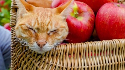 Ini Daikichi dan Fuku-chan, 2 Kucing Traveler Saat Foto Bareng Buah