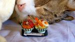 Ini Daikichi dan Fuku-chan, 2 Kucing Traveler Saat Foto Bareng Buah