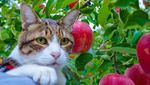 Ini Daikichi dan Fuku-chan, 2 Kucing Traveler Saat Foto Bareng Buah