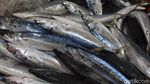 Seperti Ini Ikan dan Seafood Segar yang Dijual di Pasar Ikan Muara Baru