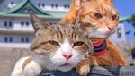 Ini Daikichi dan Fuku-chan, 2 Kucing Traveler Saat Foto Bareng Buah