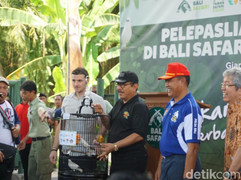 40 Jalak Bali Endemik Pulau Dewata Dilepasliarkan 40 Jalak Bali Endemik Pulau Dewata Dilepasliarkan