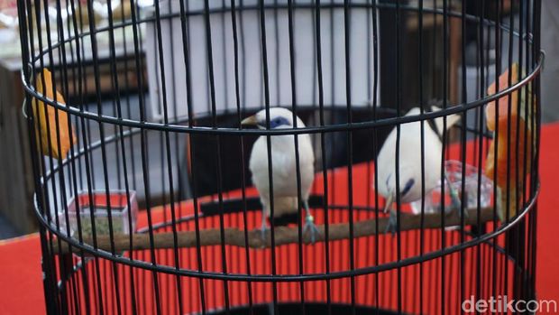 40 Jalak Bali Endemik Pulau Dewata Dilepasliarkan 
