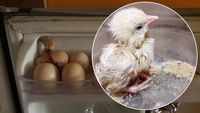 Ini 5 Kisah Telur yang Disimpan dan Tiba-Tiba Menetas 