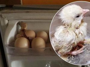 Ini 5 Kisah Telur yang Disimpan dan Tiba-Tiba Menetas