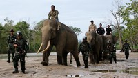 Gajah jinak diperbantukan dalam operasi penegakkan ketertiban (Gaktib) di kawasan hutan Ulue Masen, Aceh Jaya, Aceh, Sabtu (27/4/2019). ANTARA FOTO/Irwansyah Putra.