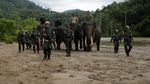 Ketika Gajah Ikut Patroli Hutan di Aceh
