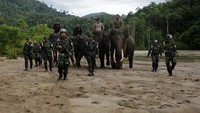 Operasi ini dilakukan Anggota Polisi Militer (PM) Kodam Iskandar Muda bersama aktivis lingkungan dan tim Conservation Response Unit (Unit) Sampoiniet serta Balai Konservasi Sumber Daya Alam (BKSDA) Aceh. ANTARA FOTO/Irwansyah Putra.