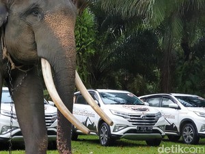 Ekspedisi Terios 7 Wonders, Kunjungi Hewan Eksotis Sumatera