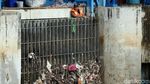 Penampakan Terkini Tumpukan Sampah di Pintu Air Manggarai