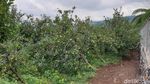 Potret Agrowisata Petik Apel Tradisional di Batu
