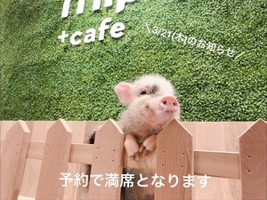 Santai di Kafe Tokyo Bisa Minum Teh Bareng Babi-babi Imut