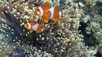 Saking indahnya, alam bawah laut Mamuju kerap disandingkan dengan Bunaken di Sulawesi Utara (basri bachtiar/dTraveler)
