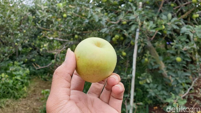 Wisata Petik Apel Agro Rakyat