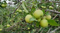 Ada beberapa jenis apel di Wisata Petik Apel Agro Rakyat. Saya sendiri bisa mencoba 4 apel dalam satu kotak kebun, yakni apel manalagi, anna, wanglin dan rome beauty (Masaul/detikcom)  