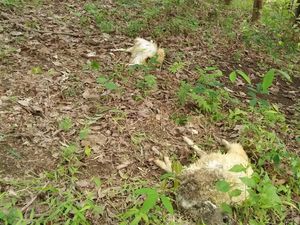 Potret Domba-domba Mati Bergelimpangan Dimangsa Macan Tutul Lebak