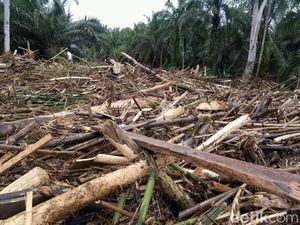 BNPB: 30 Orang Meninggal dan 6 Orang Hilang Usai Banjir di Bengkulu