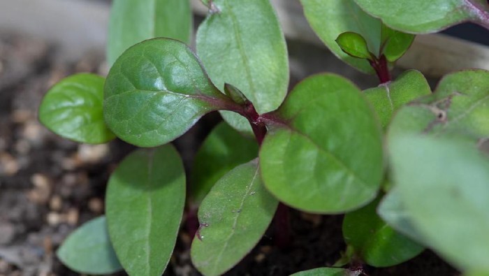 daun binahong
