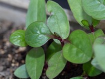 8 Manfaat Daun Binahong untuk Tubuh, Bisa Dijadikan Obat Gatal