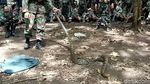 Aksi Marinir Makan Ular Saat Latihan Perang