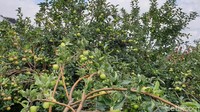 Ada beberapa jenis apel di dalam satu kotak lahan, ketiga Anda boleh memakan apel sepuasnya dan bila ingin membungkus harus ditimbang dengan harga per kilo sekitar Rp 12.000 (Masaul/detikcom)  