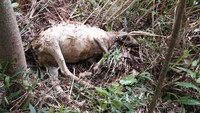 Dalam beberapa hari ada 11 ekor domba warga dimangsa macan tutul (Foto: Dok. Istimewa)