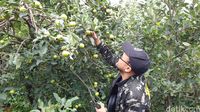 Wisata petik apel Malang.