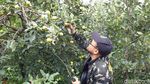 Potret Agrowisata Petik Apel Tradisional di Batu
